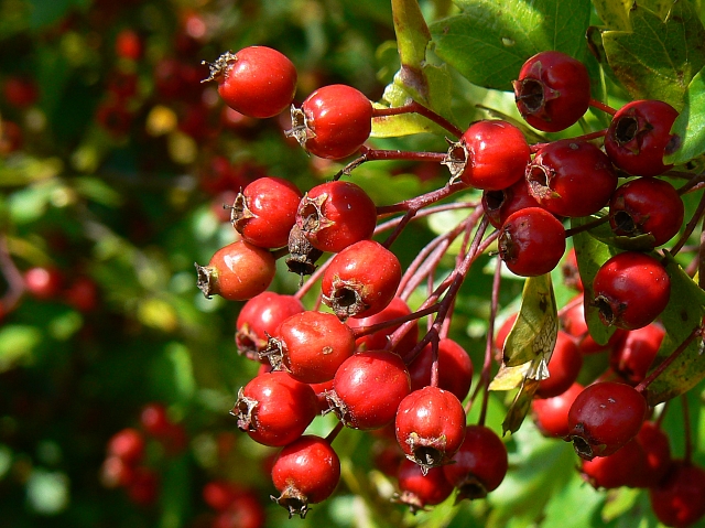 The Comprehensive Guide to the Benefits of Hawthorn Berry Supplements