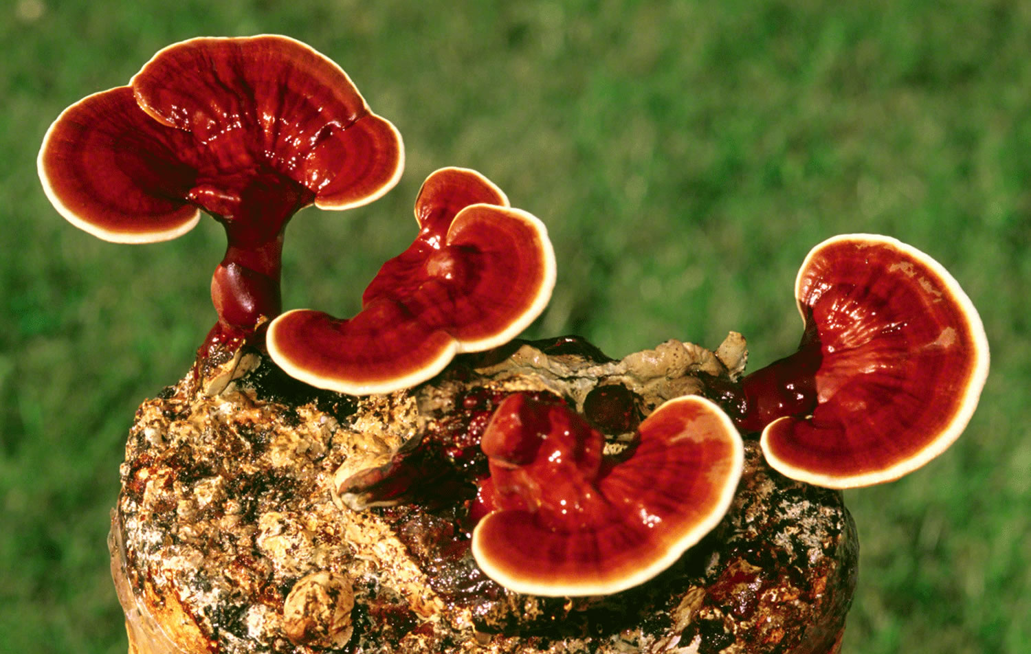 A Comprehensive Guide to the Benefits of Reishi Functional Mushrooms